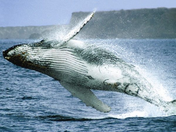 Ballenas jorobadas el espectáculo natural que fortalece al turismo en la provincia
