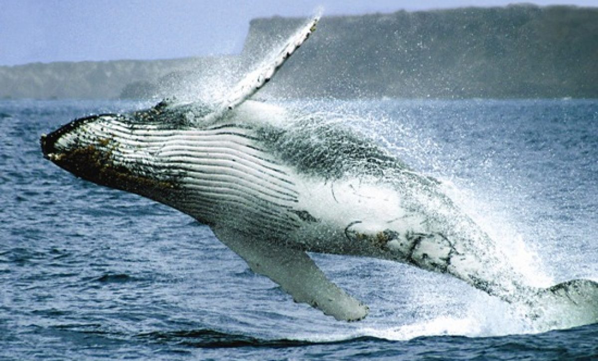 Ballenas jorobadas el espectáculo natural que fortalece al turismo en la provincia