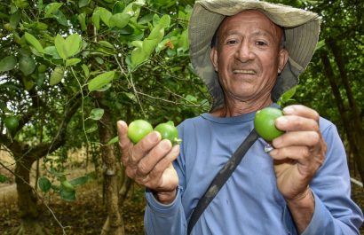Carlos Cedeño muestra los pocos frutos que hay en las plantaciones.