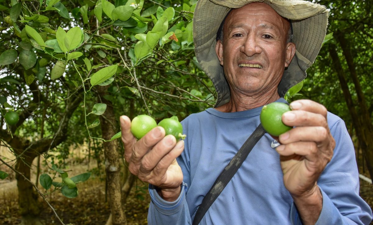 Carlos Cedeño muestra los pocos frutos que hay en las plantaciones.