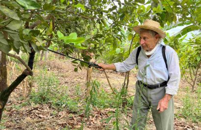 Carlos Ponce fumiga sus plantaciones de limón, para evitar un daño mayor.