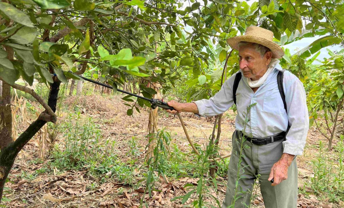 Carlos Ponce fumiga sus plantaciones de limón, para evitar un daño mayor.