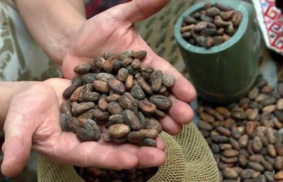 Cacao en mano