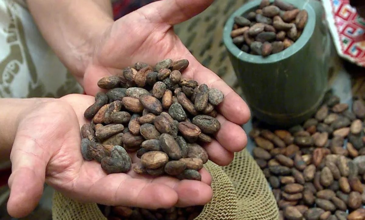 Cacao en mano