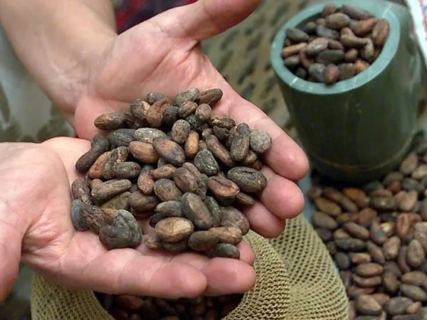 Cacao en mano