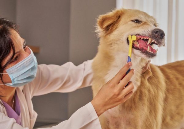 ¿Cada cuánto deben visitar el veterinario tus mascotas? Descúbrelo ahora