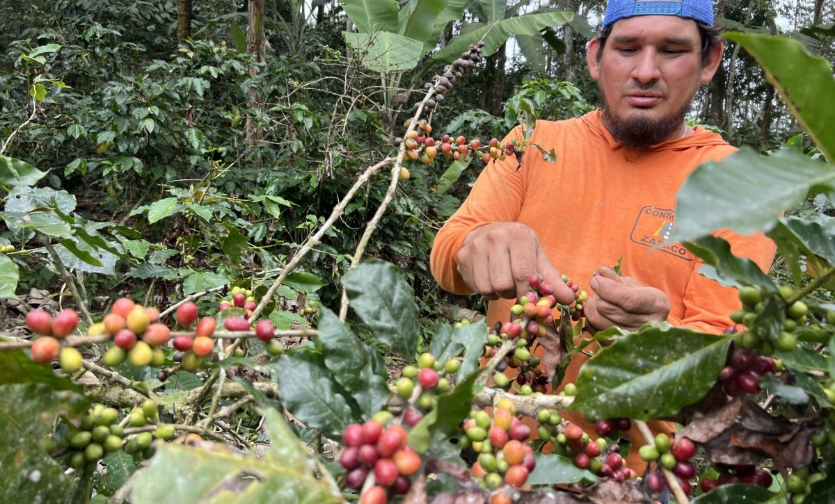 Las plantaciones de café empiezan a tener el fruto, pero no en la misma cantidad de años anteriores, según los productores.