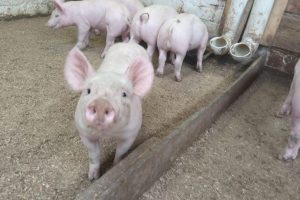 Caída del precio del cerdo preocupa a porcicultores en feria ganadera de Santo Domingo
