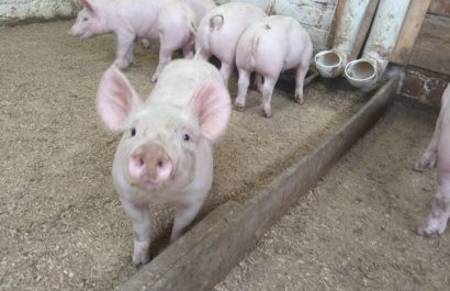 Caída del precio del cerdo preocupa a porcicultores en feria ganadera de Santo Domingo