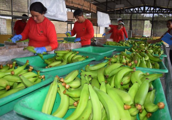Caja de plátano barraganete alcanza récord de 16 dólares en El Carmen, Manabí