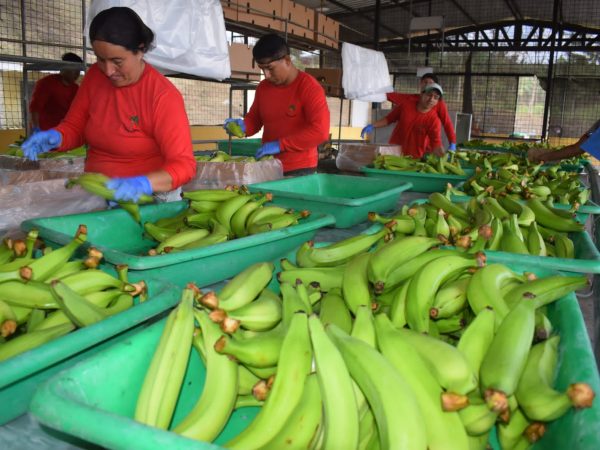 Caja de plátano barraganete alcanza récord de 16 dólares en El Carmen, Manabí