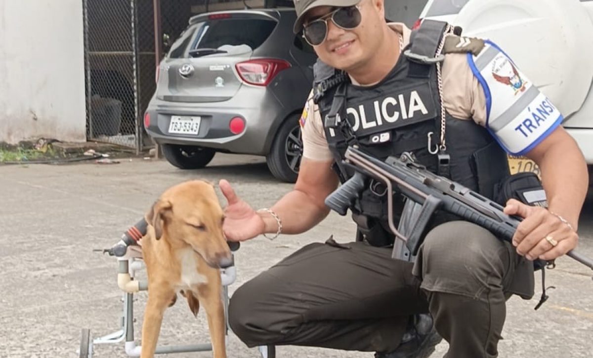 Con materiales reciclados y la ayuda de sus compañeros, Vélez diseñó un dispositivo que permitió al perrito volver a caminar.