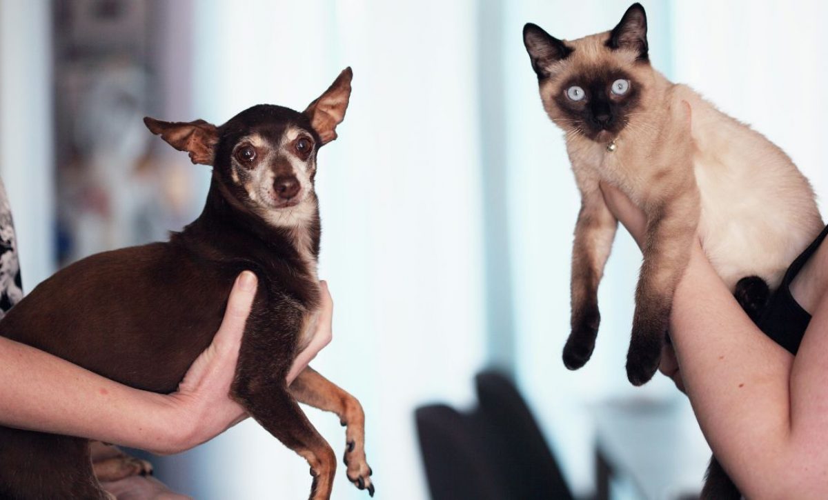 ¿Cuántos perros y gatos hay en Ecuador y cuáles son los gastos comunes que implica la tenencia responsable de mascotas? (Pexels).