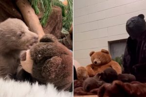 Cuidadores de Centro de Vida Silvestre se disfrazan de osos para criar a un osezno huérfano