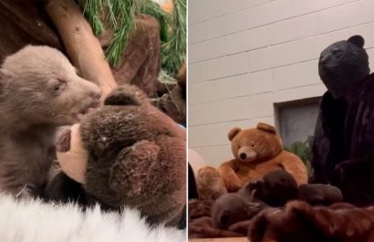 Cuidadores de Centro de Vida Silvestre se disfrazan de osos para criar a un osezno huérfano