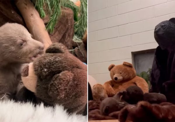 Cuidadores de Centro de Vida Silvestre se disfrazan de osos para criar a un osezno huérfano
