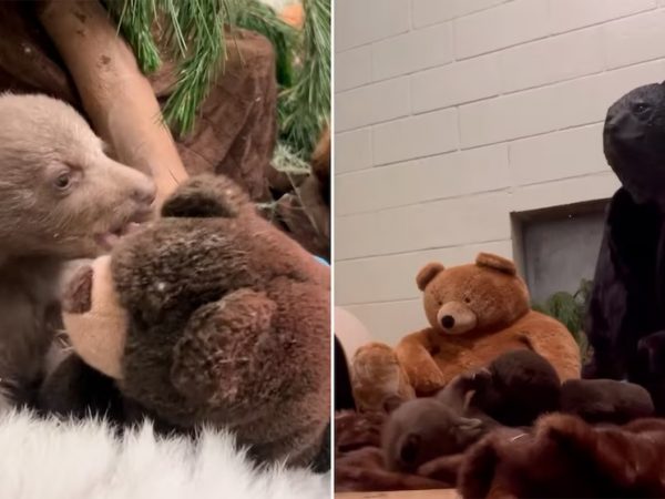 Cuidadores de Centro de Vida Silvestre se disfrazan de osos para criar a un osezno huérfano