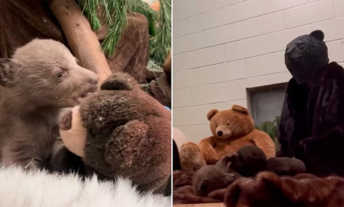 Cuidadores de Centro de Vida Silvestre se disfrazan de osos para criar a un osezno huérfano