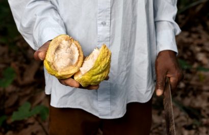 Los cultivos de cacao y café, crecieron 35,1% en Ecuador, lo que contribuyó favorablemente en la economía