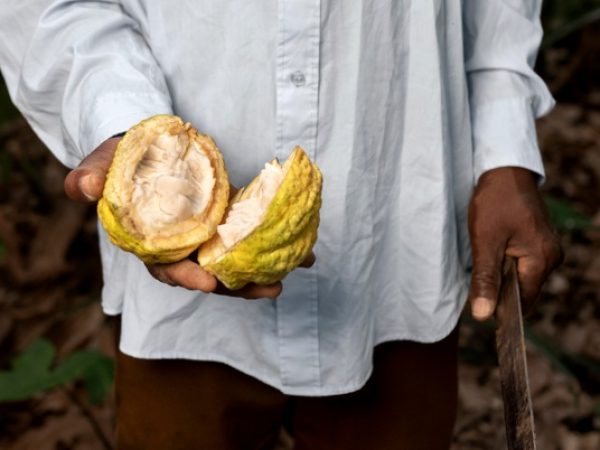 Los cultivos de cacao y café, crecieron 35,1% en Ecuador, lo que contribuyó favorablemente en la economía