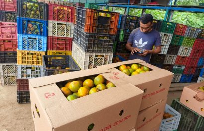 De zonas como El Bejuco, San Andrés, El Pueblito, La Tablada de Sánchez, llegan los productores con la fruta a los centros de acopio.