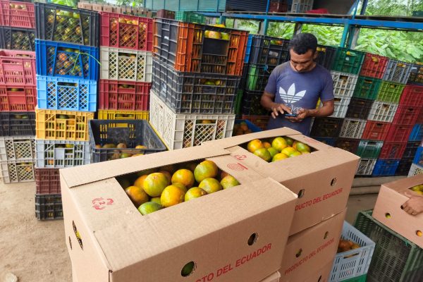 De zonas como El Bejuco, San Andrés, El Pueblito, La Tablada de Sánchez, llegan los productores con la fruta a los centros de acopio.