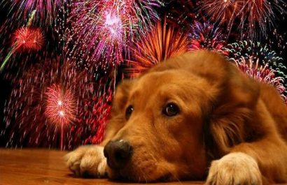 Descubre cómo proteger a tu perro del estrés por petardos y juegos pirotécnicos