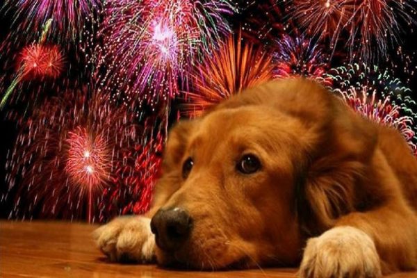 Descubre cómo proteger a tu perro del estrés por petardos y juegos pirotécnicos