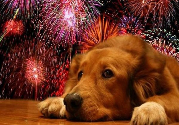 Descubre cómo proteger a tu perro del estrés por petardos y juegos pirotécnicos
