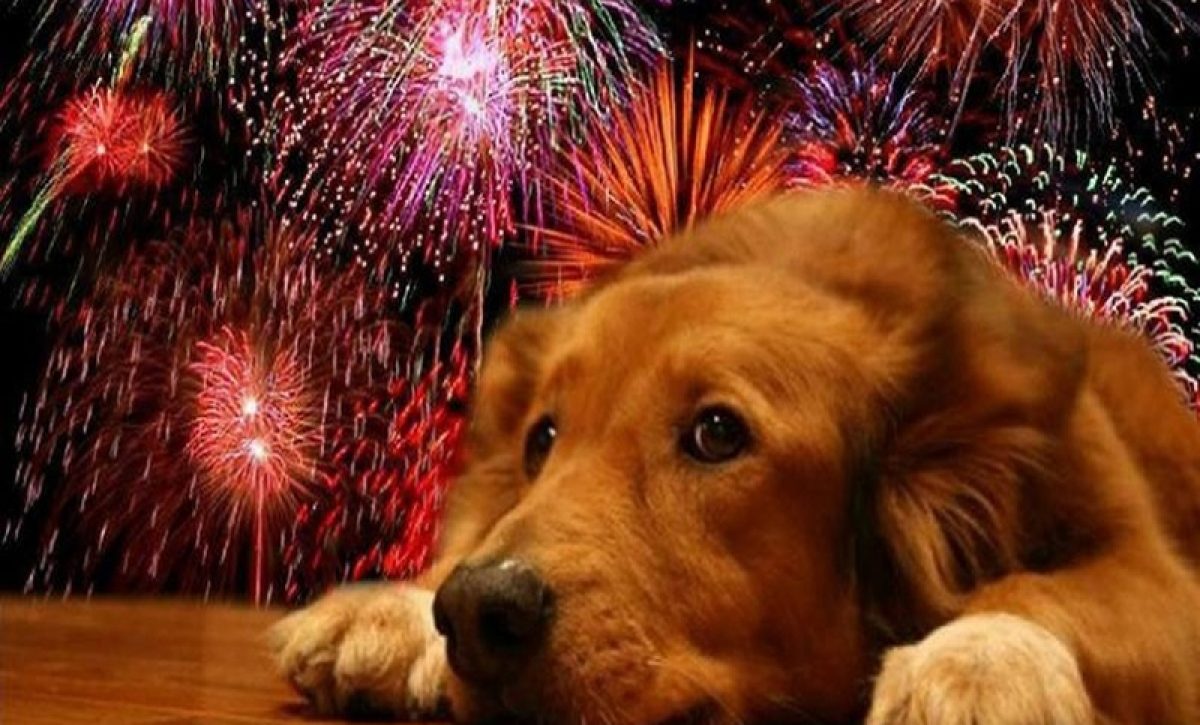 Descubre cómo proteger a tu perro del estrés por petardos y juegos pirotécnicos