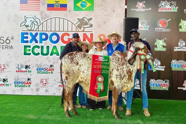 Descubre cómo una vaca de raza Gyr transformó una hacienda en Santo Domingo en un éxito y produce crías campeonas