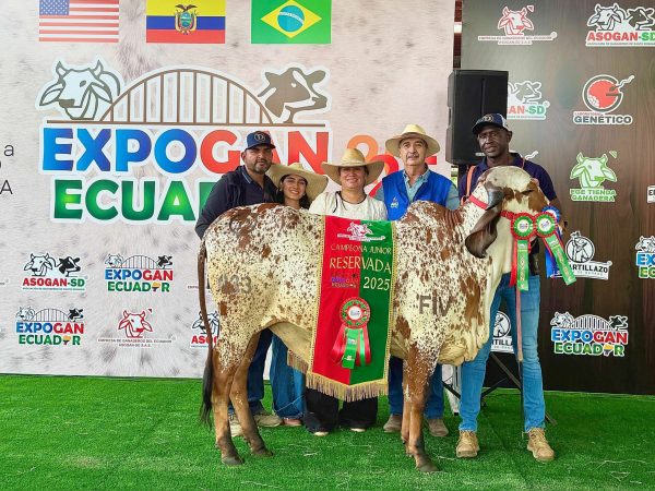Descubre cómo una vaca de raza Gyr transformó una hacienda en Santo Domingo en un éxito y produce crías campeonas