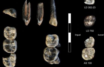Descubren nueva especie de Australopithecus en Etiopía que reescribe la evolución humana