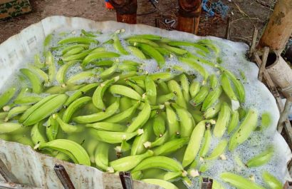Detectan 56 hectáreas de plátano afectadas por moko en las parroquiales rurales de Santo Domingo que limitan con El Carmen