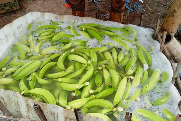 Detectan 56 hectáreas de plátano afectadas por moko en las parroquiales rurales de Santo Domingo que limitan con El Carmen