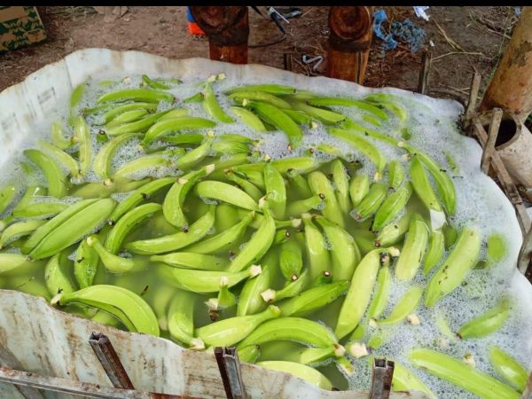 Detectan 56 hectáreas de plátano afectadas por moko en las parroquiales rurales de Santo Domingo que limitan con El Carmen