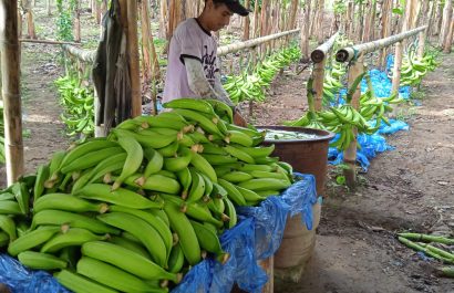 Deterioro de plátano verde ecuatoriano afecta exportaciones en 2025
