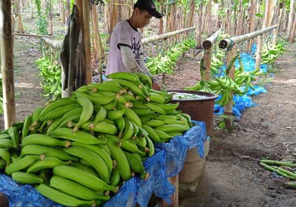 Deterioro de plátano verde ecuatoriano afecta exportaciones en 2025