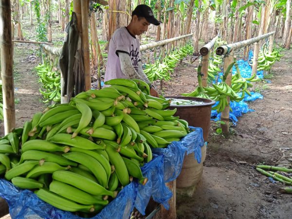 Deterioro de plátano verde ecuatoriano afecta exportaciones en 2025