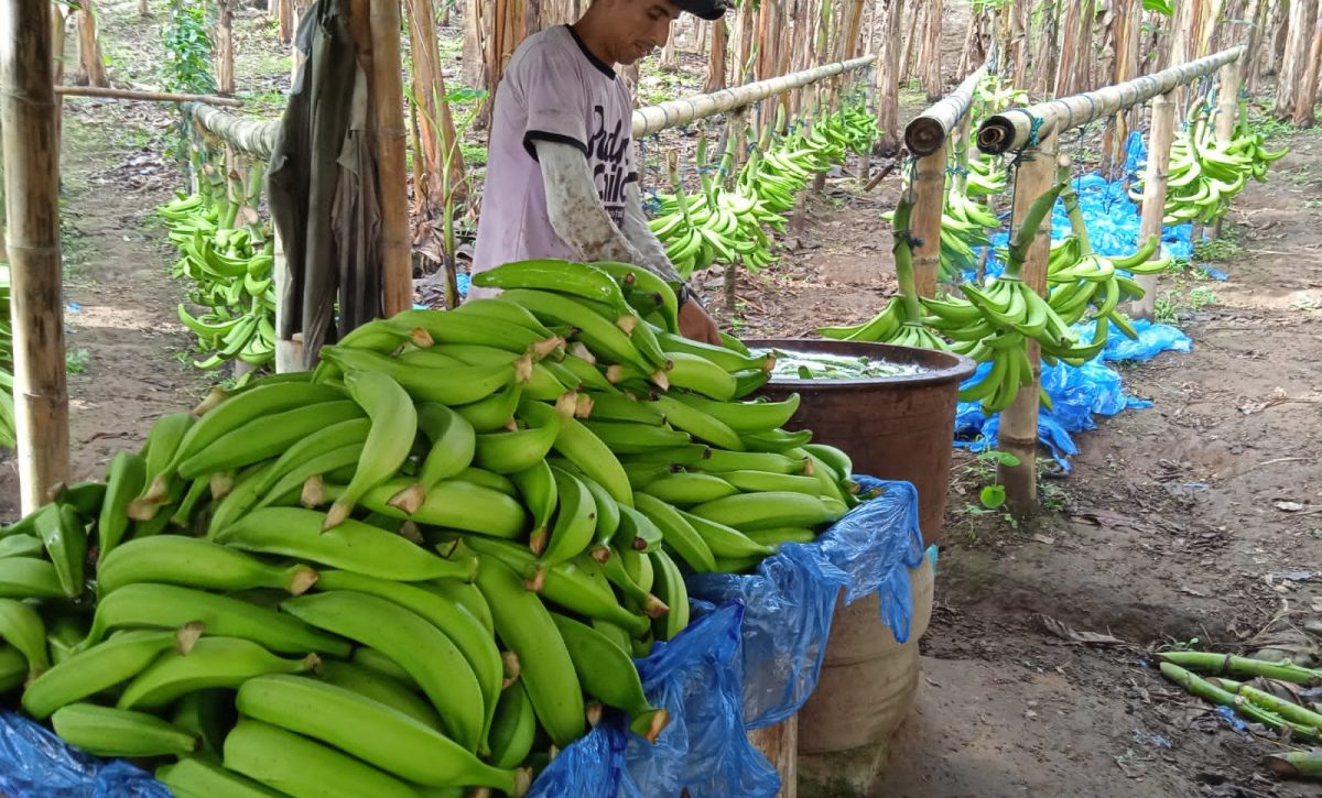 Deterioro de plátano verde ecuatoriano afecta exportaciones en 2025