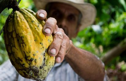 Día Mundial del Cacao Ecuador lidera exportaciones y celebra su riqueza ancestral