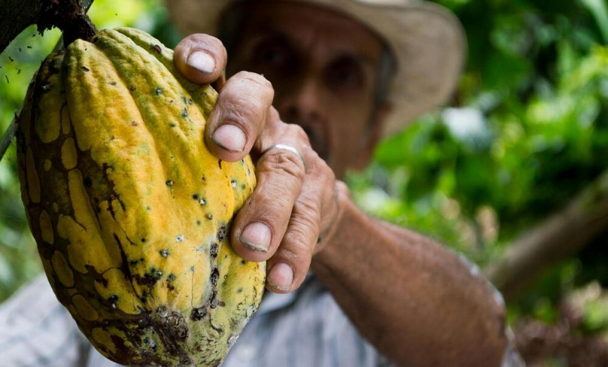 Día Mundial del Cacao Ecuador lidera exportaciones y celebra su riqueza ancestral