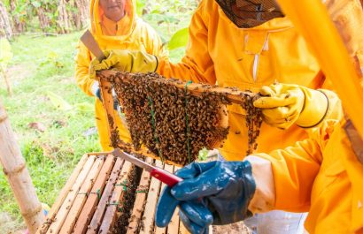 Día mundial de las abejas: El Carmen impulsa la apicultura como alternativa económica rural
