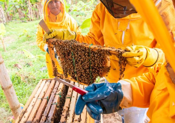 Día mundial de las abejas: El Carmen impulsa la apicultura como alternativa económica rural