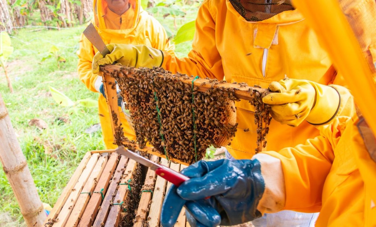 Día mundial de las abejas: El Carmen impulsa la apicultura como alternativa económica rural