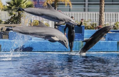 DolphinGemma, la Inteligencia Artificial de Google para descifrar el lenguaje de los delfines
