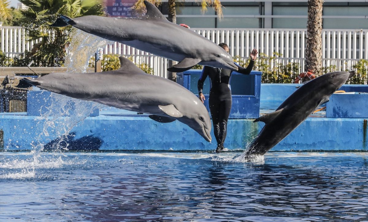 DolphinGemma, la Inteligencia Artificial de Google para descifrar el lenguaje de los delfines