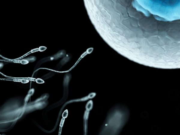 Donación masiva de esperma tiene un impacto en la diversidad genética; Países Bajos enfrenta este problema