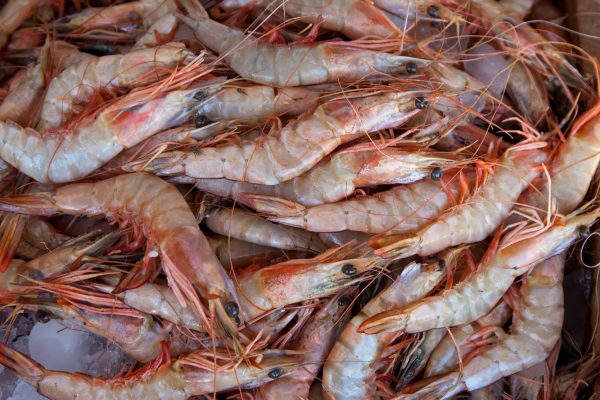 Ecuador da un paso decisivo en su estrategia para que Estados Unidos elimine aranceles del 10% a sus exportaciones