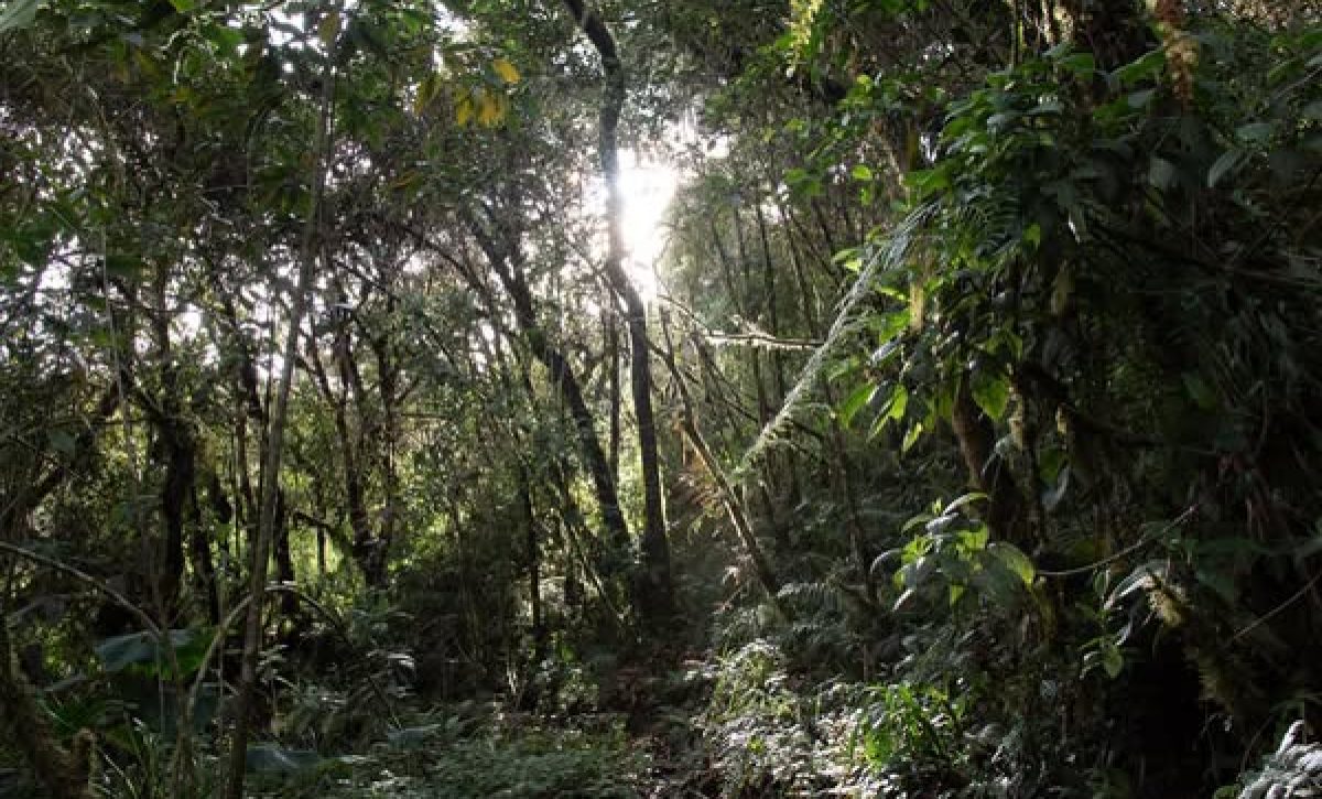 Ecuador declara al Refugio de Vida Silvestre Machay como su 79ª área protegida